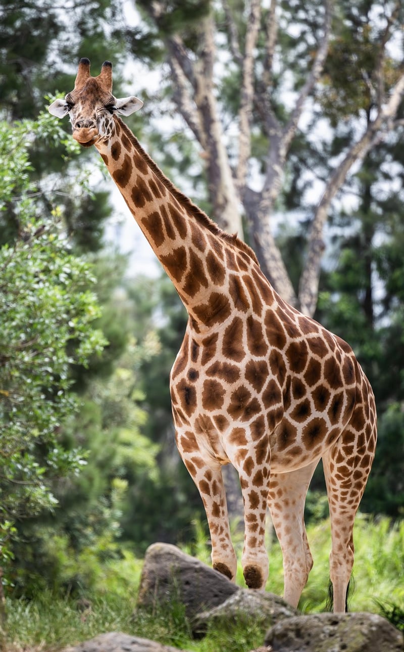 Safari Image