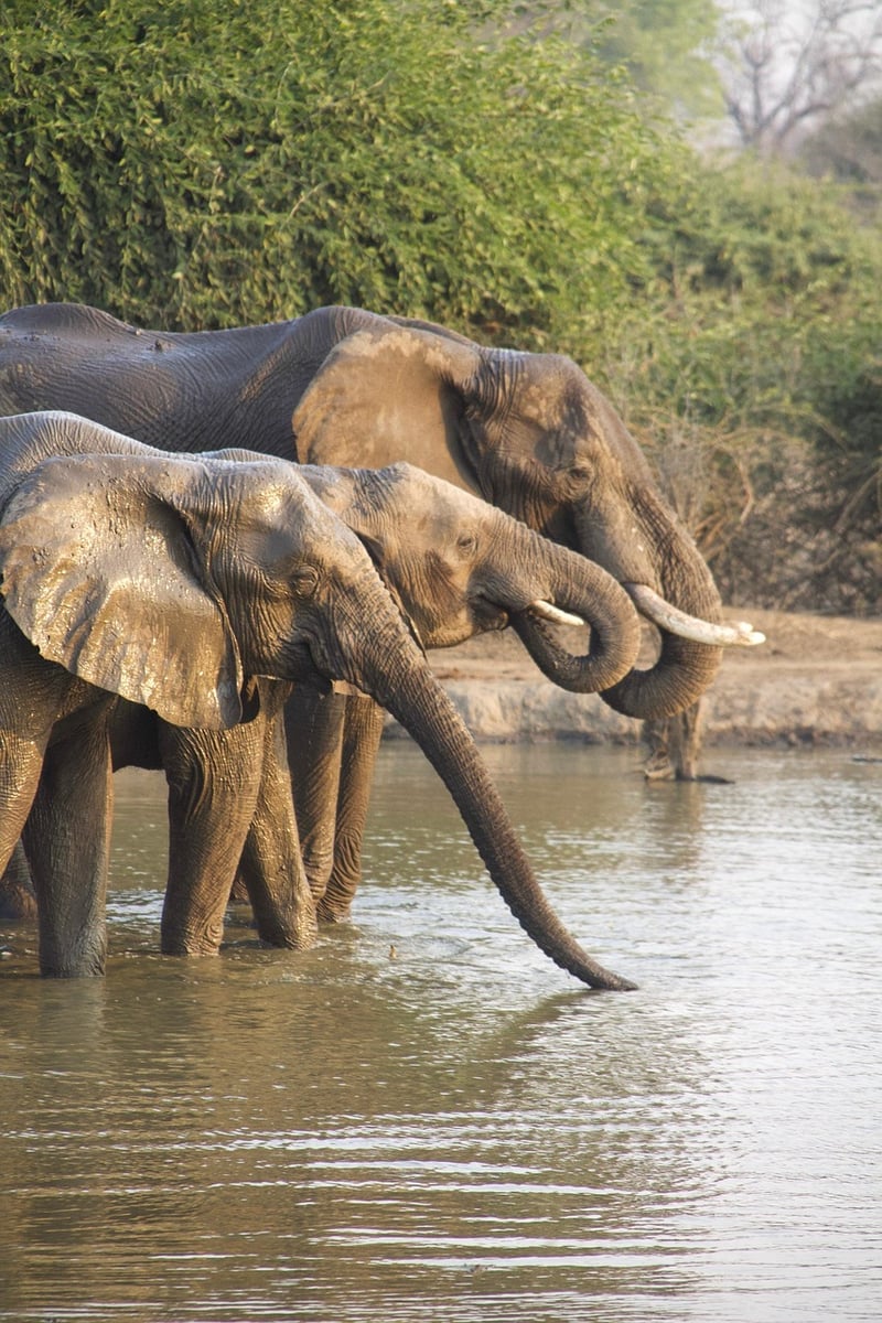 Safari Image
