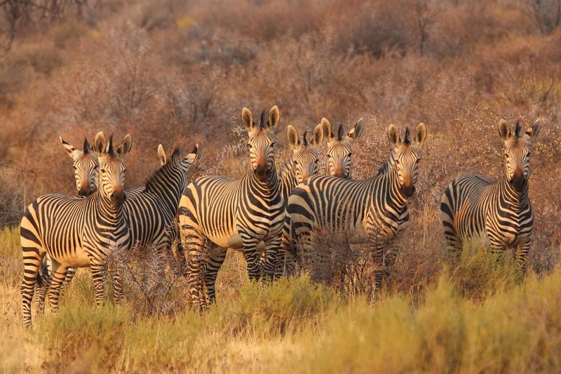 Tented Camp Safari in Africa